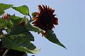 my sunflowers098